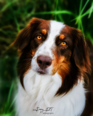 photographe-animaux-Eure-Normandie