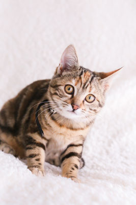 photographe-animaux-Eure-Normandie