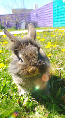photographe-animaux-Eure-Normandie