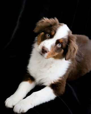 photographe-animaux-Eure-Normandie