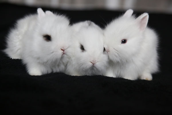 photographe-animaux-Eure-Normandie