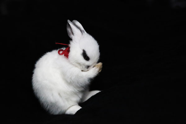 photographe-animaux-Eure-Normandie