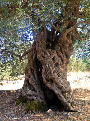 olivier de 800ans