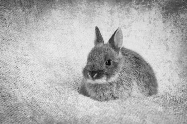 photographe-animaux-Eure-Normandie