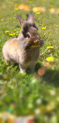 photographe-animaux-Eure-Normandie