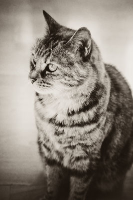 photographe-animaux-Eure-Normandie