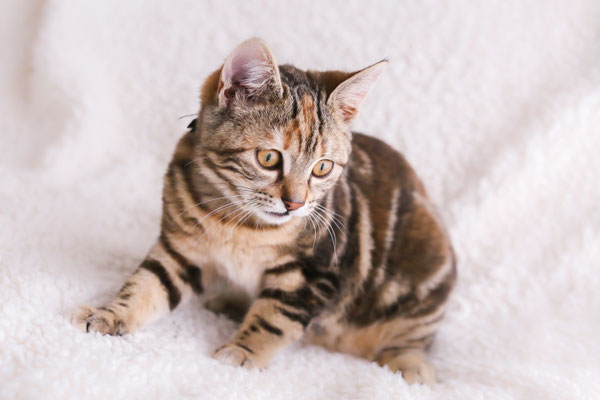 photographe-animaux-Eure-Normandie
