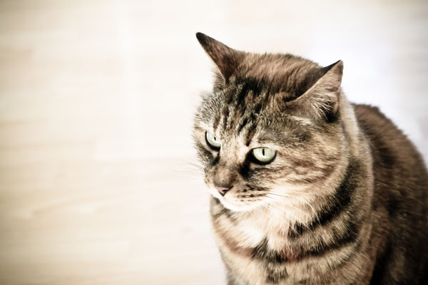 photographe-animaux-Eure-Normandie