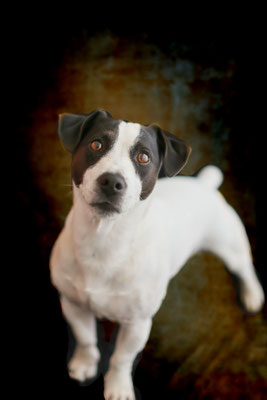 photographe-animaux-Eure-Normandie