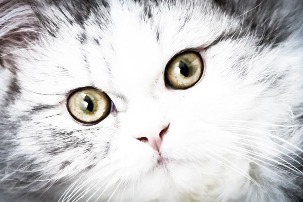 photographe-animaux-Eure-Normandie