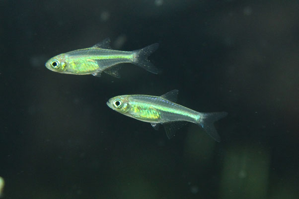 2024.11 - さかなの森