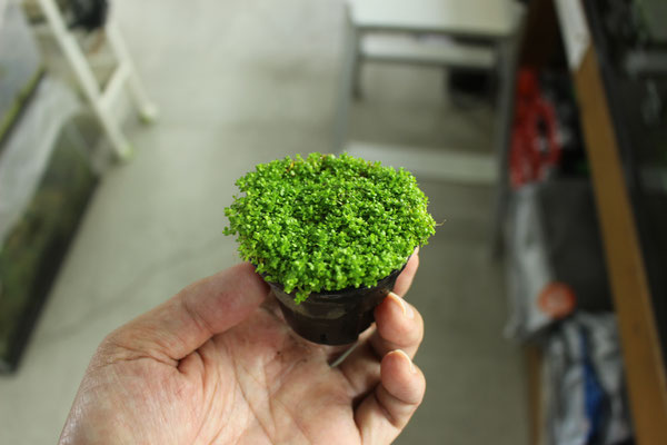 キューバパールグラス　ソイルPot