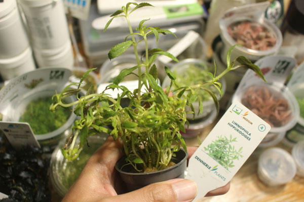 Limnophila hippuridoides
