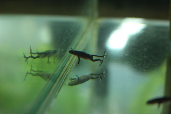ヒメツメガエル