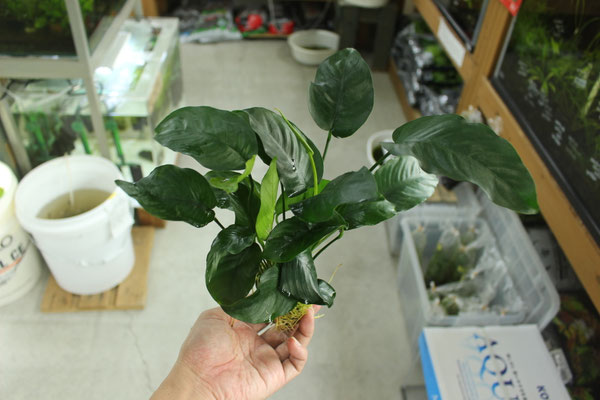 Anバルテリー