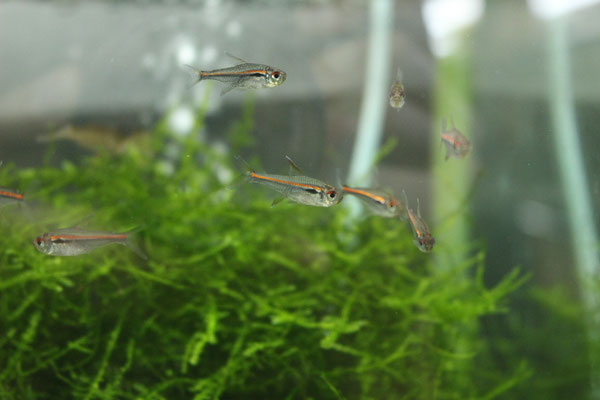 アマパエンシス