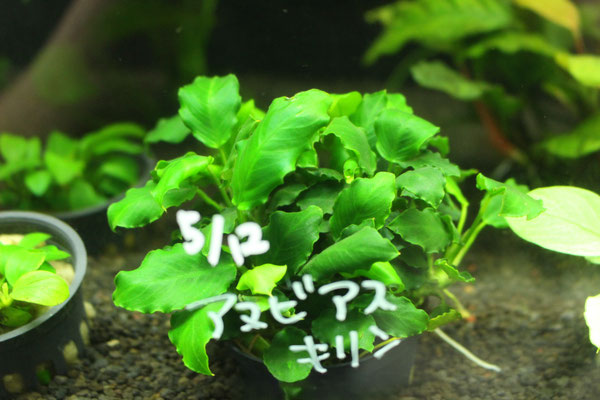 アヌビアス　キリン