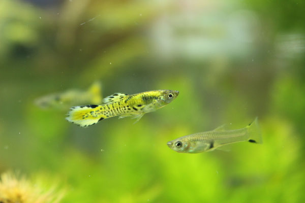 エンドラーズ　タイガー