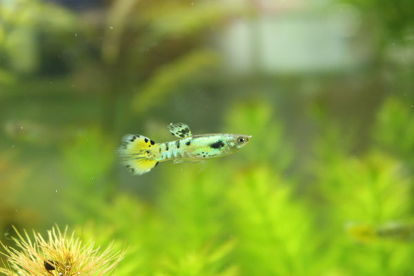 タイガー　オス