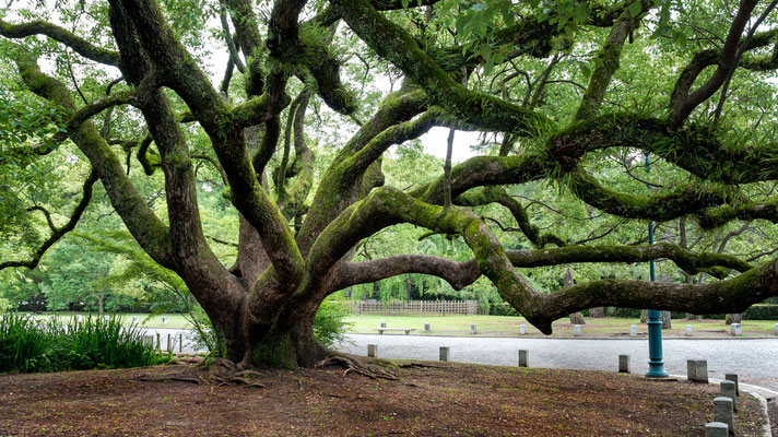 flickr.com "Gnarled Tree" by Joe deSousa (license: https://creativecommons.org/publicdomain/mark/1.0/; Modifications made: Cropped photo)