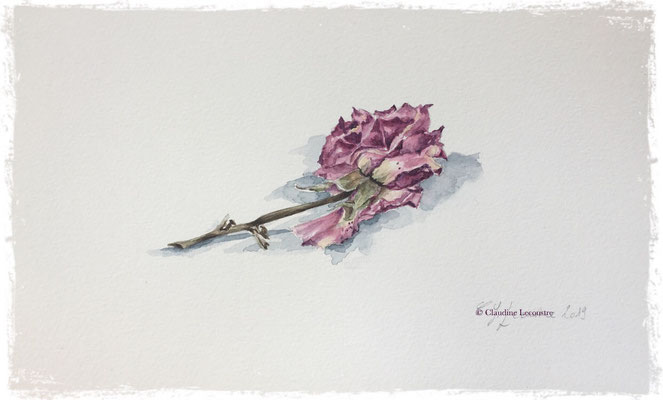 Rose fanée, aquarelle / watercolor