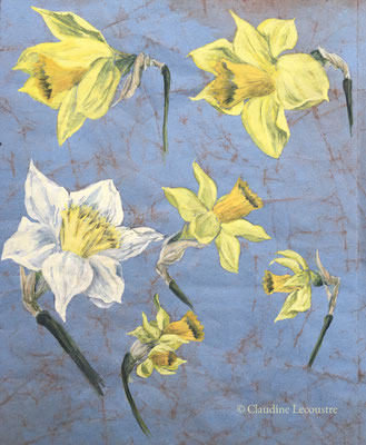 Croquis de narcisses / Daffodils sketch, aquarelle et gouache / watercolor and gouache