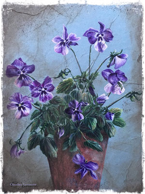 Viola Cornuta, gouache, aquarelle, sepia et pastel sec / gouache, watercolor, sepia and dry pastel