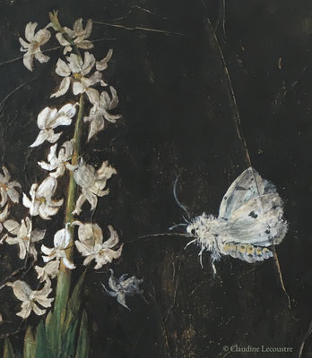 Jacinthe blanche et papillons de nuit / White hyacinth and moths (detail), gouache