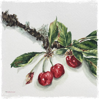 Cerises (détail), aquarelle / watercolor