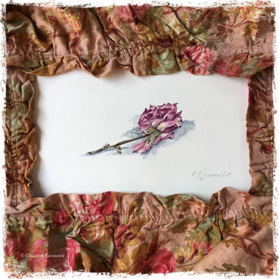 Rose fanée, aquarelle / watercolor