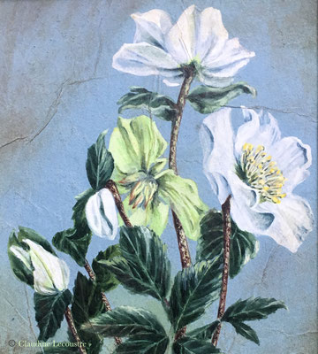 Helleborus niger, gouache, aquarelle, pastel sec / gouache, watercolor, dry pastel