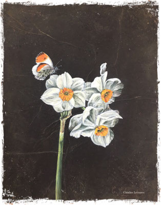 Aurore et narcisse géranium, acrylique / acrylic