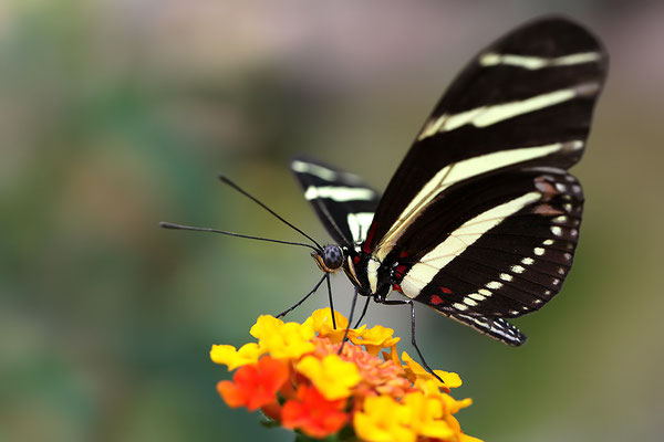 Zebra Schmetterling