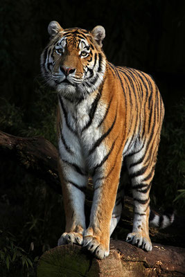 Sibirischer Tiger.