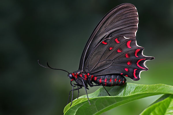 Pink-spotted Cattleheart 