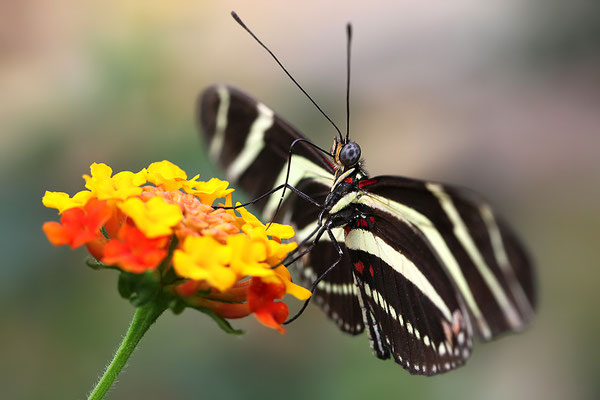 Zebra Schmetterling