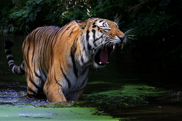 Sibirischer Tiger.
