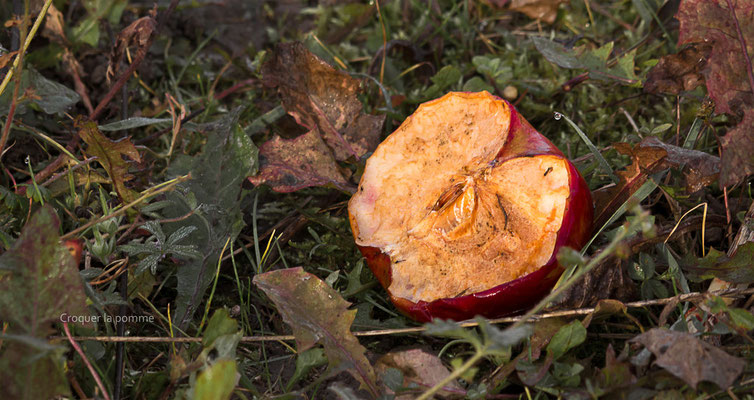 Croquer la pomme