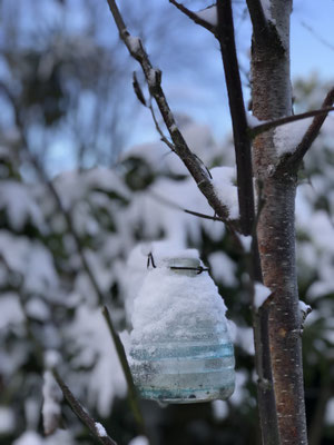 snow tree