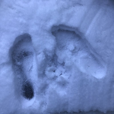 morning footprints