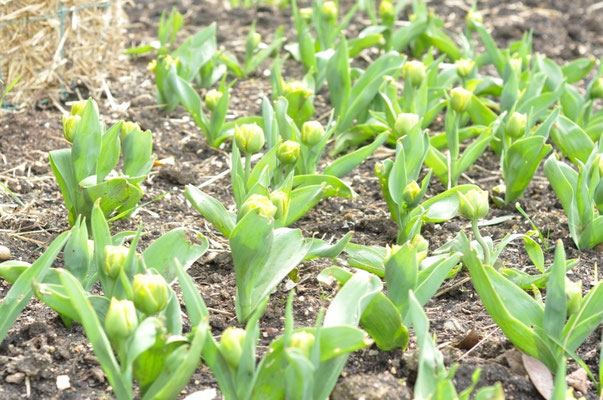 tulips at hyde hall
