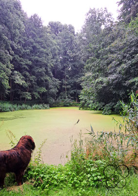 Malerweg Diesbar-Seußlitz, Grüne Warte und Teich