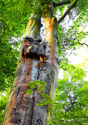 Baum mit Gesicht im Naherholungsgebiet Diesbar-Seußlitz als Inspiration bei Malreisen