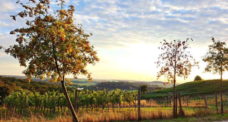 Weinbergblick im Elbland