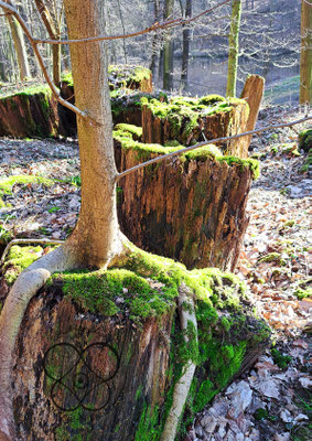 Baumstumpfgruppe im seußlitzer Grund