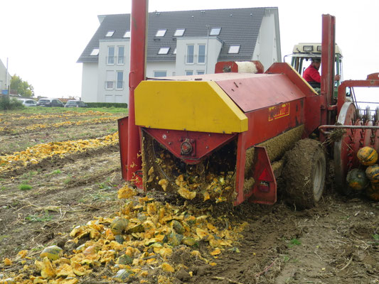 ... und das Fruchtfleisch bleibt auf dem Feld.
