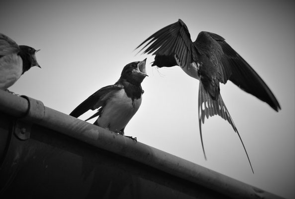 Young swallow feeding