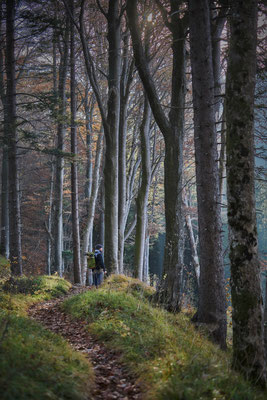 Men in trees, Belchen - Jura Switzerland