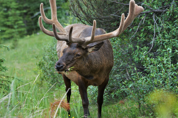 Elk - Jasper National Park Canada