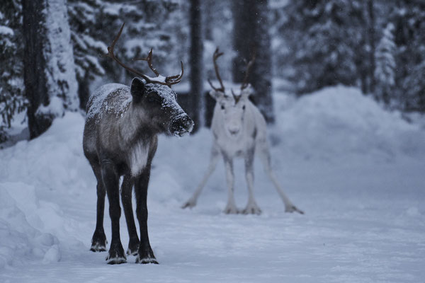 Reindeer - Äkäslompolo Finland